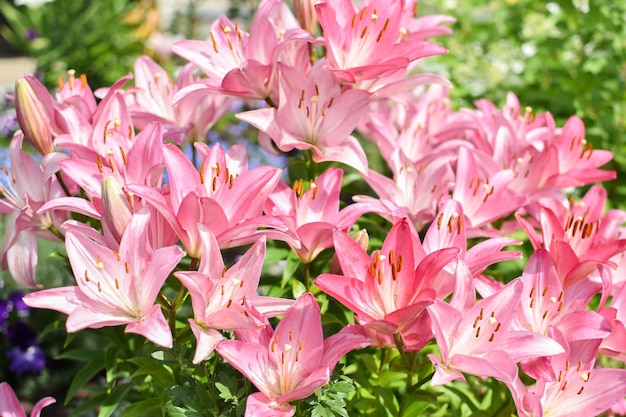 Roze lelie bloemen op de achtergrond van de natuur Botanische tuin Boeket van lelies