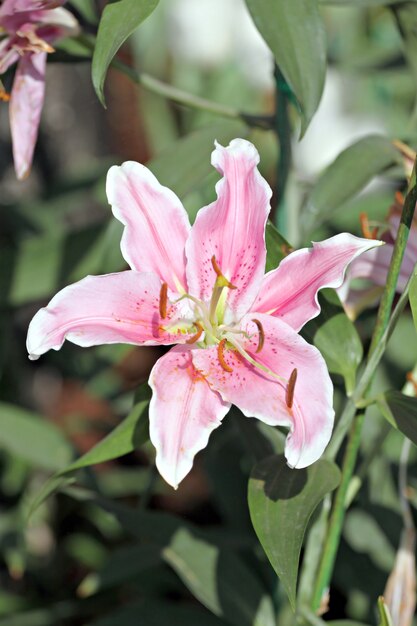 Roze lelie in de tuin.