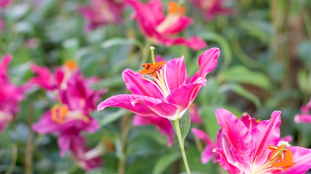 Roze lelie in de tuin.