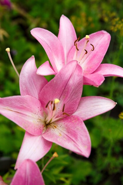 Roze leliebloem bloeit in de tuin