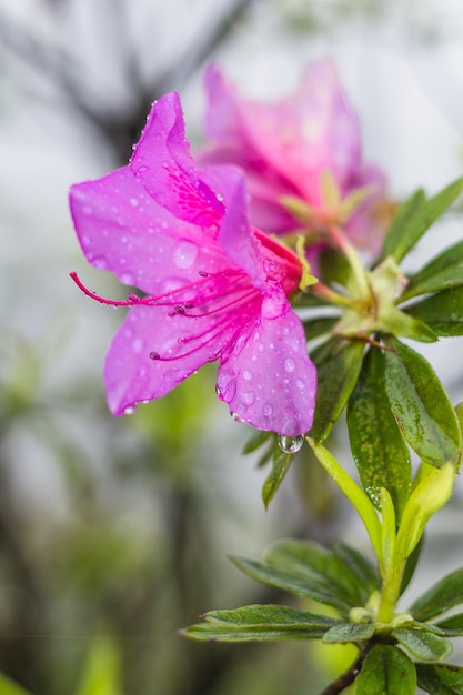 Roze leliebloem in de lenteregen