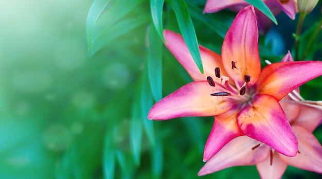 Foto roze leliebloemen, zomertuin, achtergrond