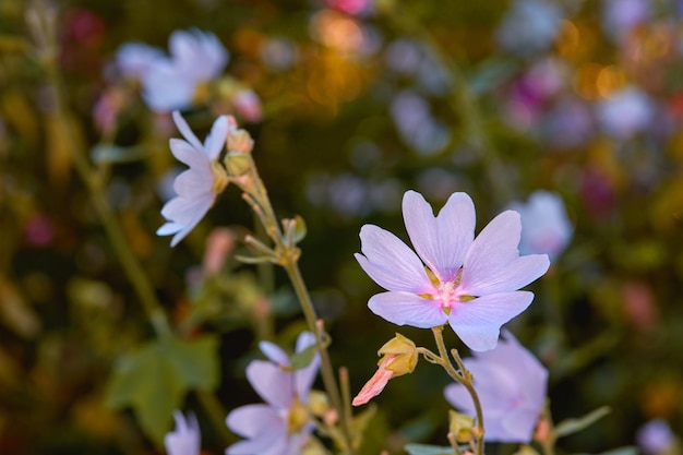 Roze lelies die in de zomer in een tuin groeien Lilium bloeien in een achtertuin in de lente Mooie paarse leliebloemen die ontluiken in een natuurlijke omgeving Bloeiende planten die bloeien in een natuurreservaat
