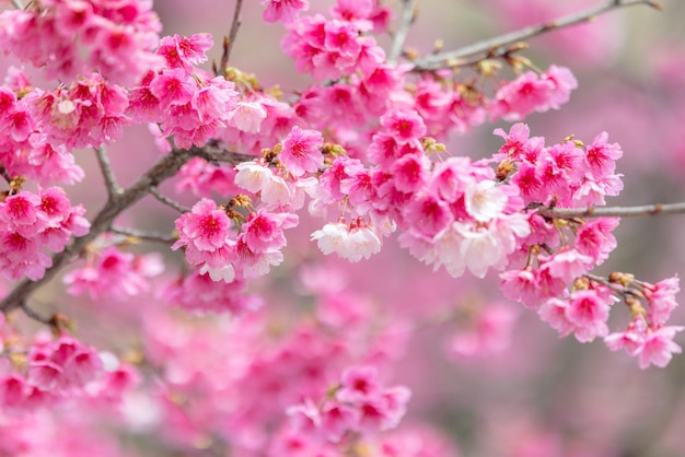 Roze lente kersenbloesem over de boom