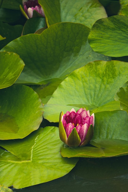 roze loto's in het meer