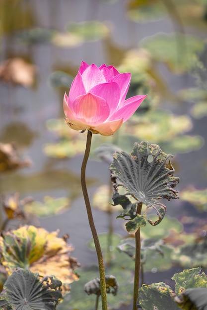 Roze Lotus-bloem en Lotus-bloeminstallaties, selectieve kleur en nadruk