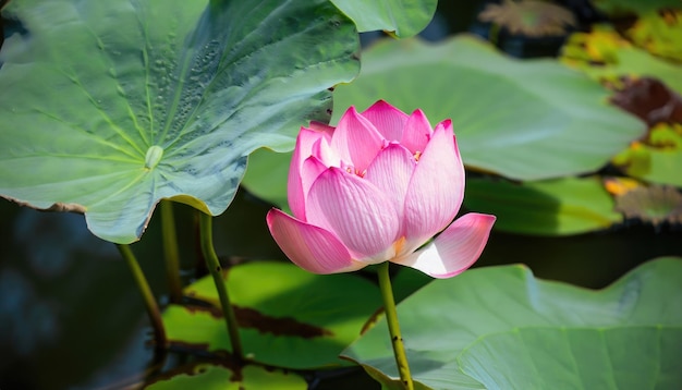 Roze Lotus die in de vijver bloeien