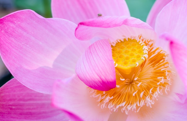 Roze lotus drijvend op het meer