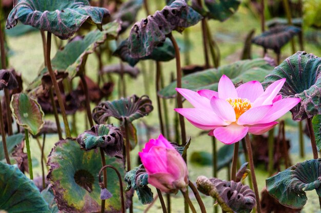 Roze lotus in een vijver