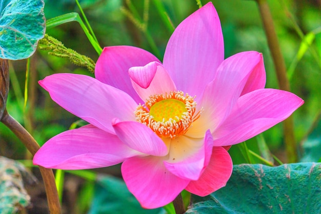 Roze lotus in een vijver