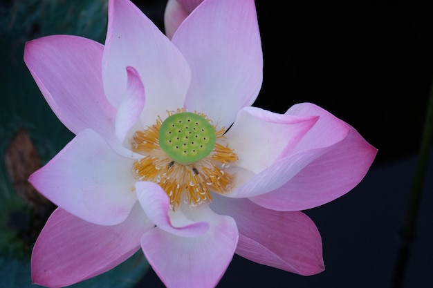 Roze lotus in het meer