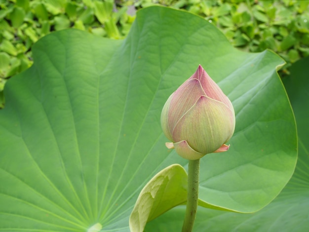 Roze lotus in het moeras