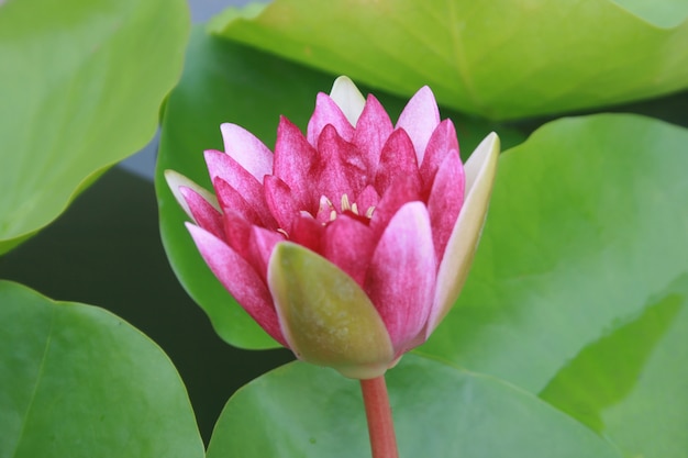 Roze lotus in het water