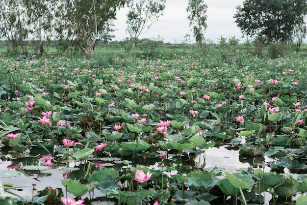 Roze lotus in het zwembad