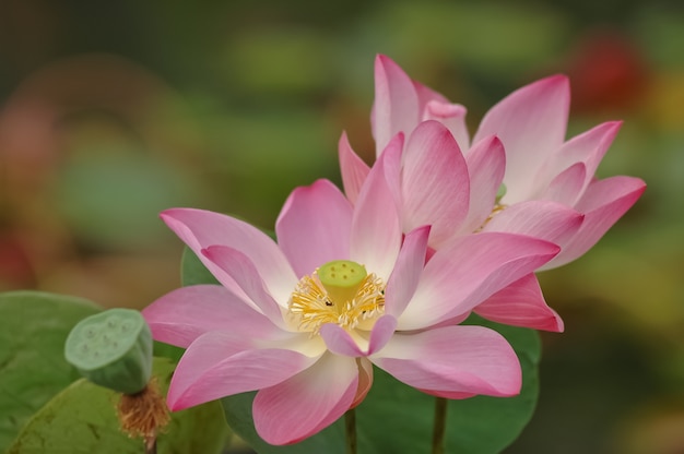 roze lotus is bloeiend