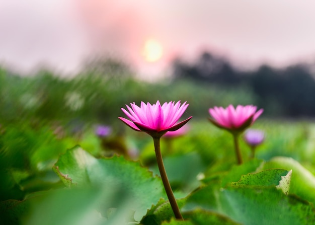 Roze lotus met groen blad bloeiend in moeras bij zonsondergang