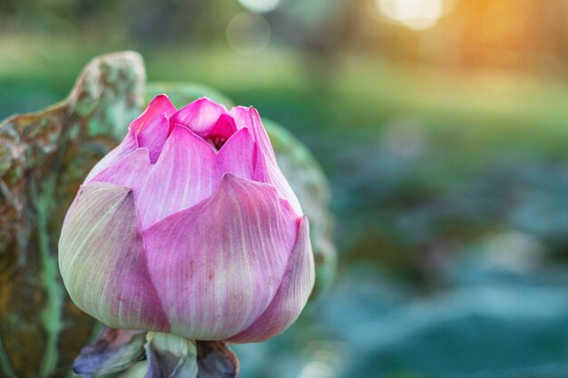 Roze lotus met zon schijnt.