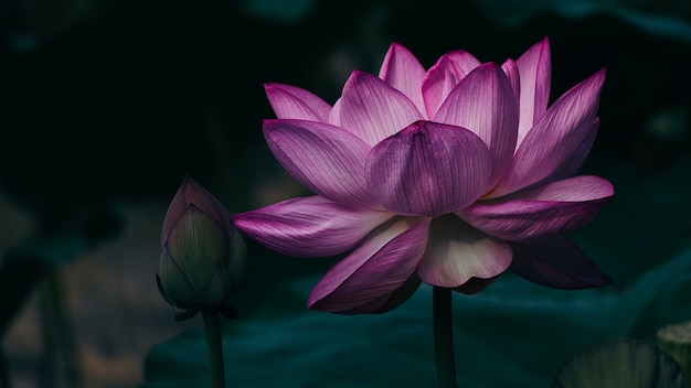 Roze lotus op de vijver