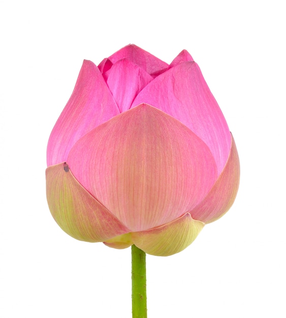 Foto roze lotus op witte muur