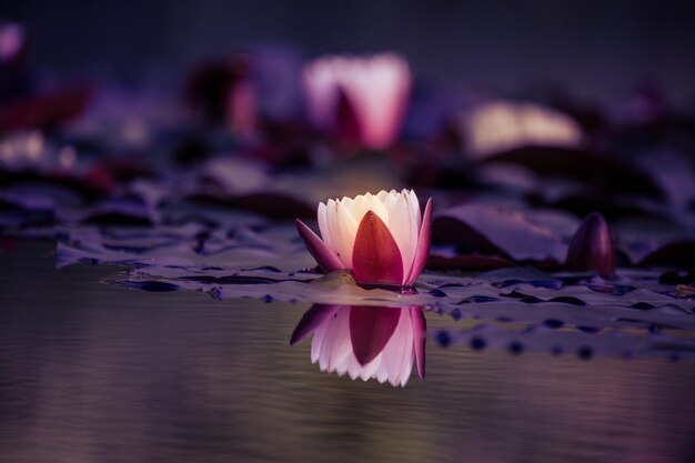 Foto roze lotus waterlelie in het meer