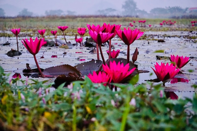 Roze lotus waterlelie in het meer