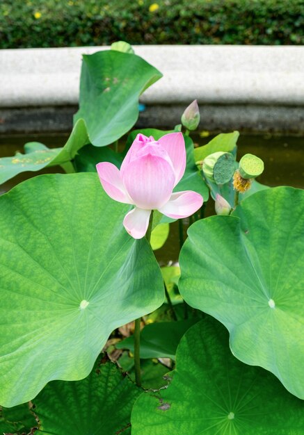 Roze lotus waterlelie open bloei mooi