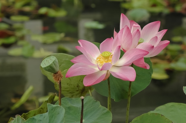 roze lotus waterlelie