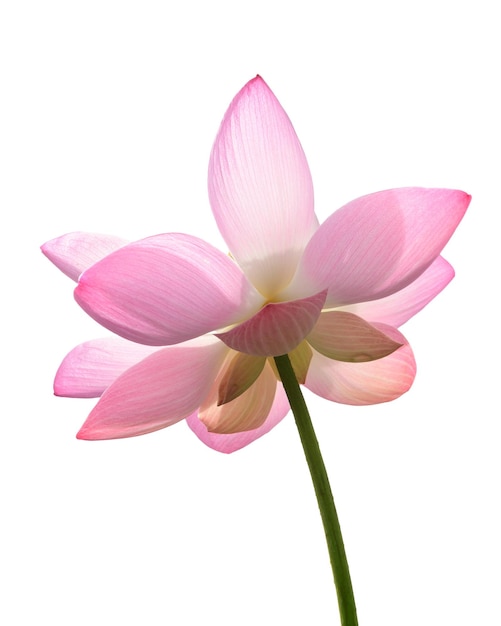 roze lotus