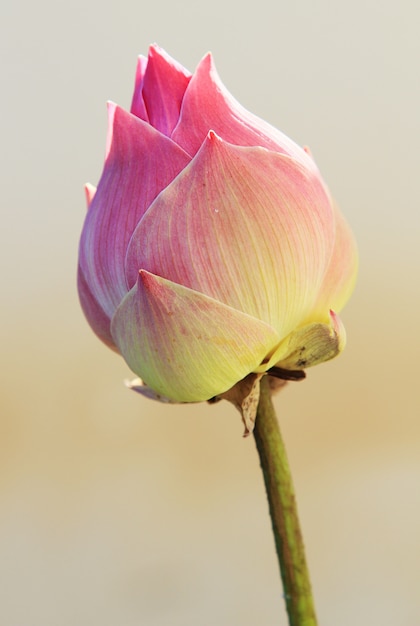 Roze lotus