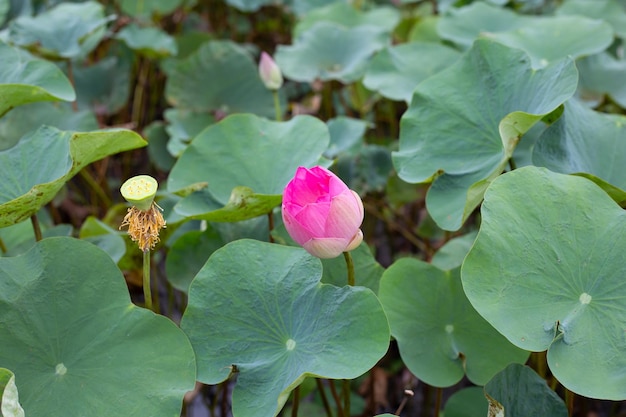 Roze lotusbloem bloeien in vijver met groene bladeren