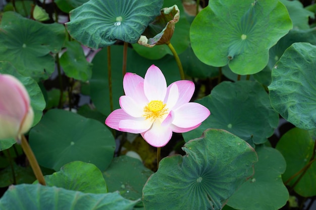 Roze lotusbloem bloeien in vijver met groene bladeren