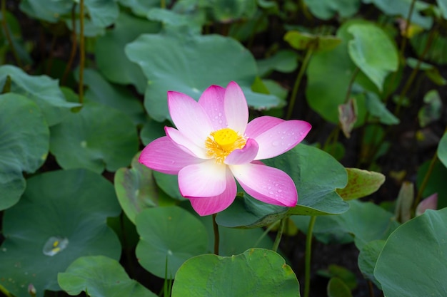 Roze lotusbloem bloeien in vijver met groene bladeren