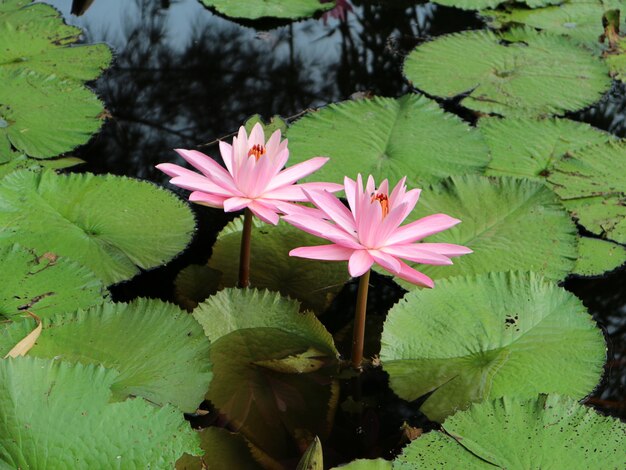 roze lotusbloem bloeien