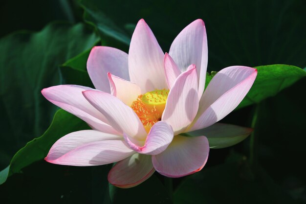 roze lotusbloem bloeit in de vijver met groene bladeren