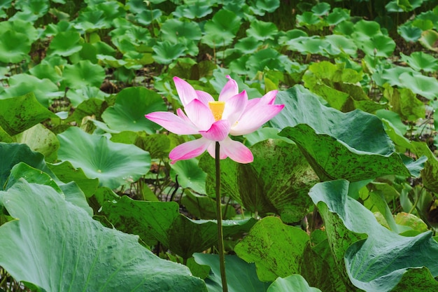 roze lotusbloem en groen blad