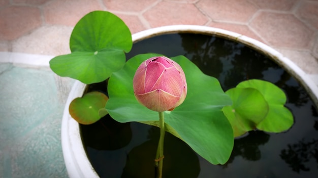 Roze lotusbloem en waterleliestootkussen in kleine kom