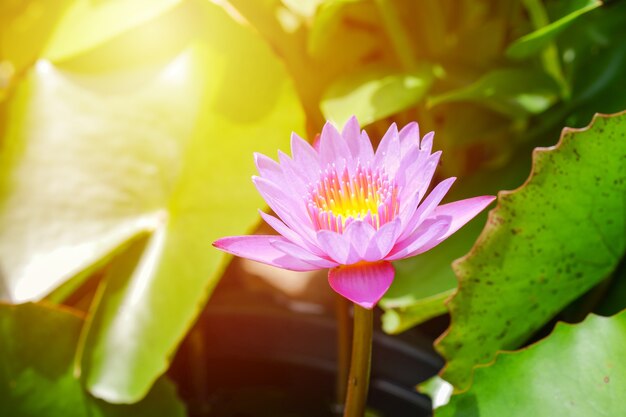 Roze lotusbloem geopend op een vijver met geel centrum en groen blad rond.