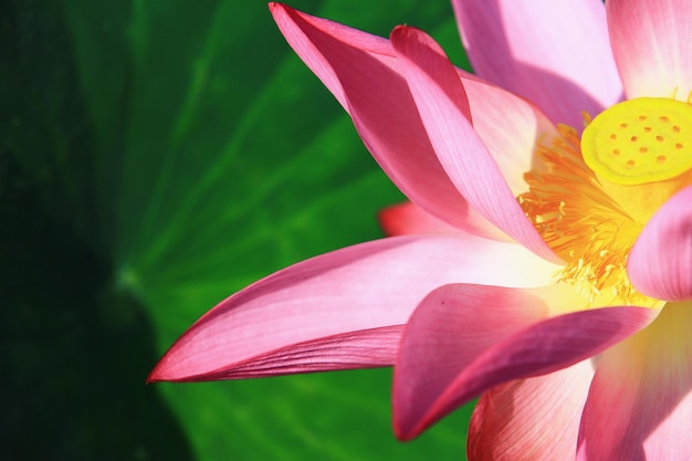 roze lotusbloem met groen blad groeit in de vijver