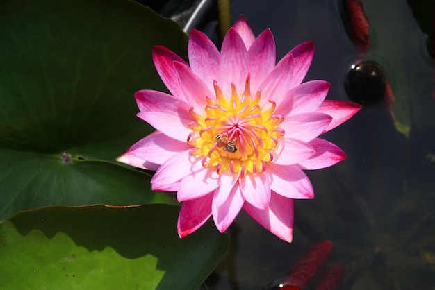 Roze lotusbloem op het water