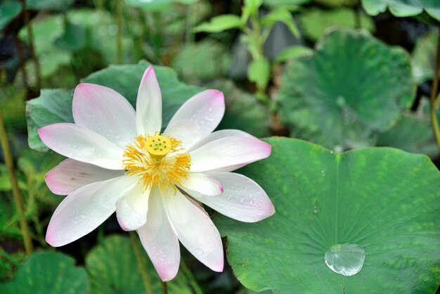 Roze lotusbloem op lotusbloembladachtergrond