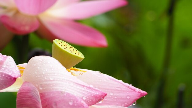 Roze lotusbloem, perfecte heldere roze waterlelie in een vijver met bezinning.
