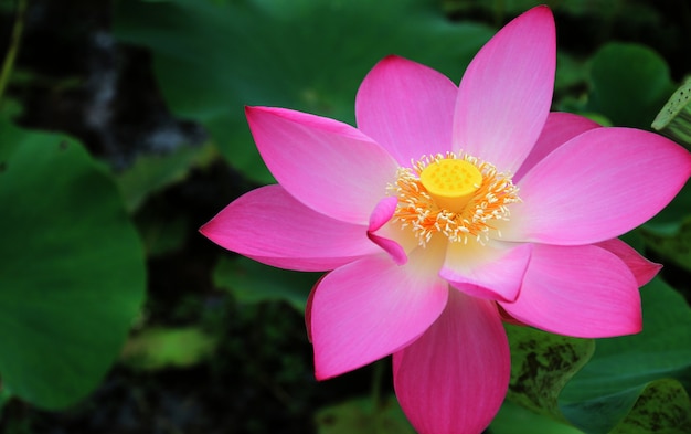 Roze lotusbloem planten herfst samenstelling