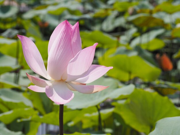 Roze lotusbloem waterlelie