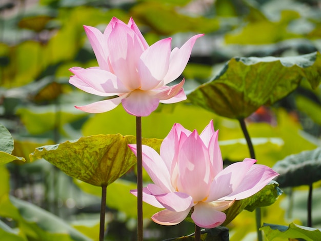 Roze lotusbloem waterlelie