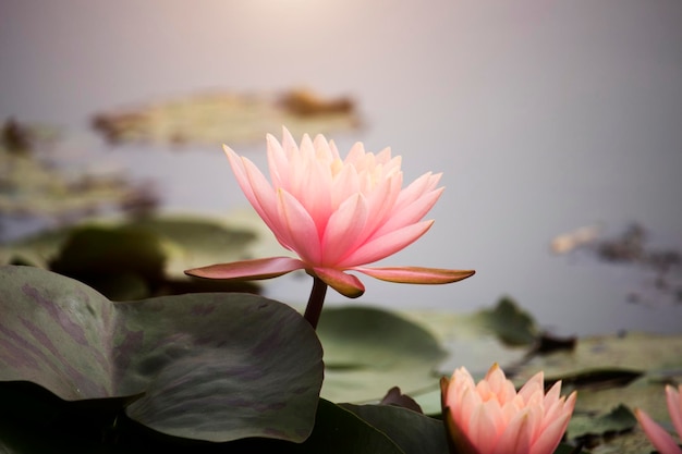 Roze lotusbloemen bloeien met zonsondergang