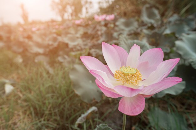 Roze lotusbloemen bloeien