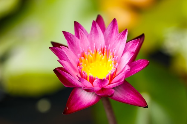 Roze lotusbloemen die rechtop groeien