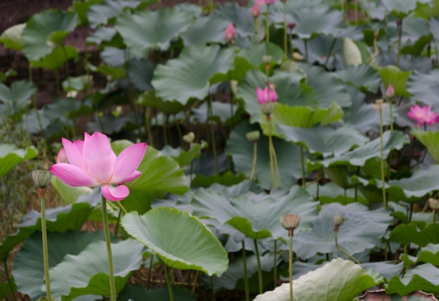 Roze lotusbloemen en groene bladeren in de natuurvijver