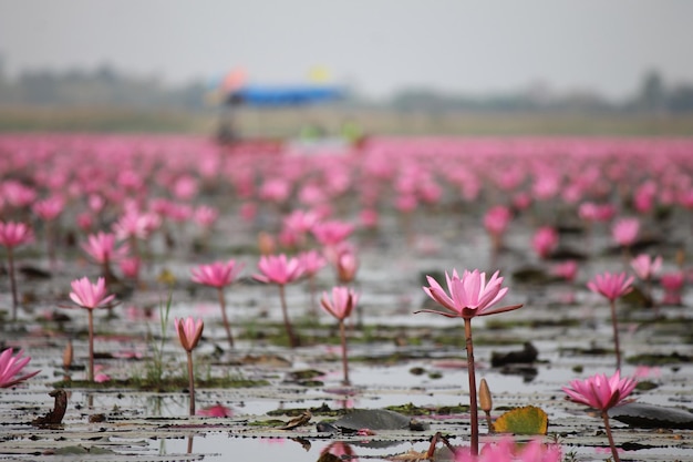 roze lotusbloemen in de vijver