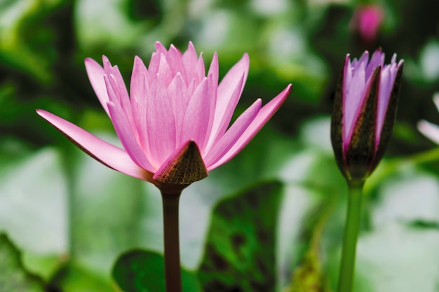 Roze lotusbloemen in vijver